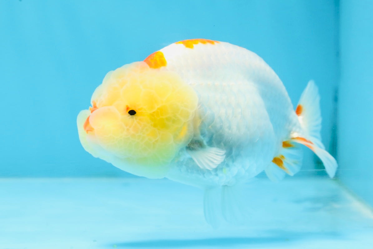 A Grade Red White Kohaku LionQueen 4 inches #101725LC_07