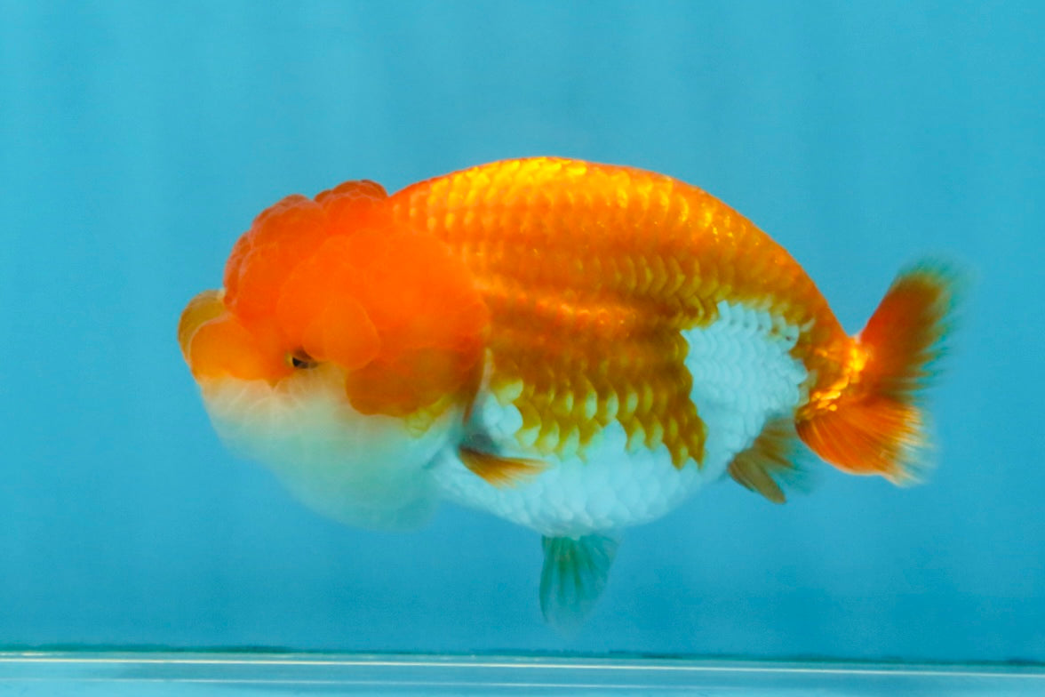 CHEEKY Red White LionChu Female 3.5-4 inches #120525LC_18