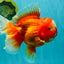 BIG WEN AAA Grade Red White Oranda Male 7.5-8 inches #070326OR_03