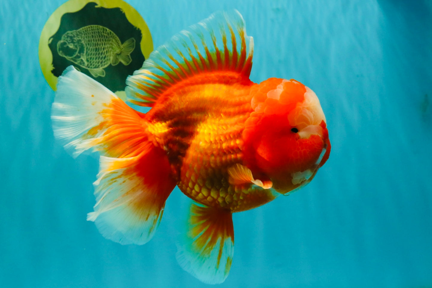 BIG WEN AAA Grade Red White Oranda Male 7.5-8 inches #070326OR_03