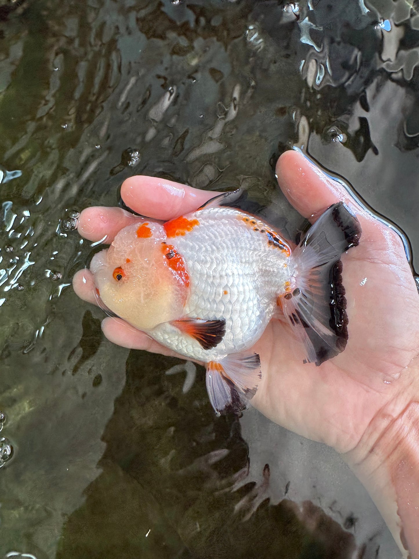 A Grade Pompom Tricolor Yuanbao Male 4 inches #052325YB_27
