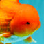 A Grade Red Oranda Male 5.5 inches #070626OR_21