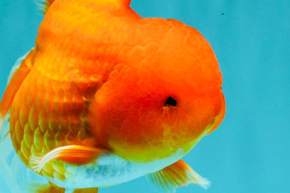 A Grade Red Oranda Male 5.5 inches #070626OR_21