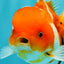 Sakura Oranda Female 5 inches #050126OR_06