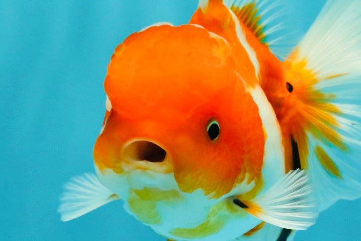Sakura Oranda Female 5 inches #050126OR_06