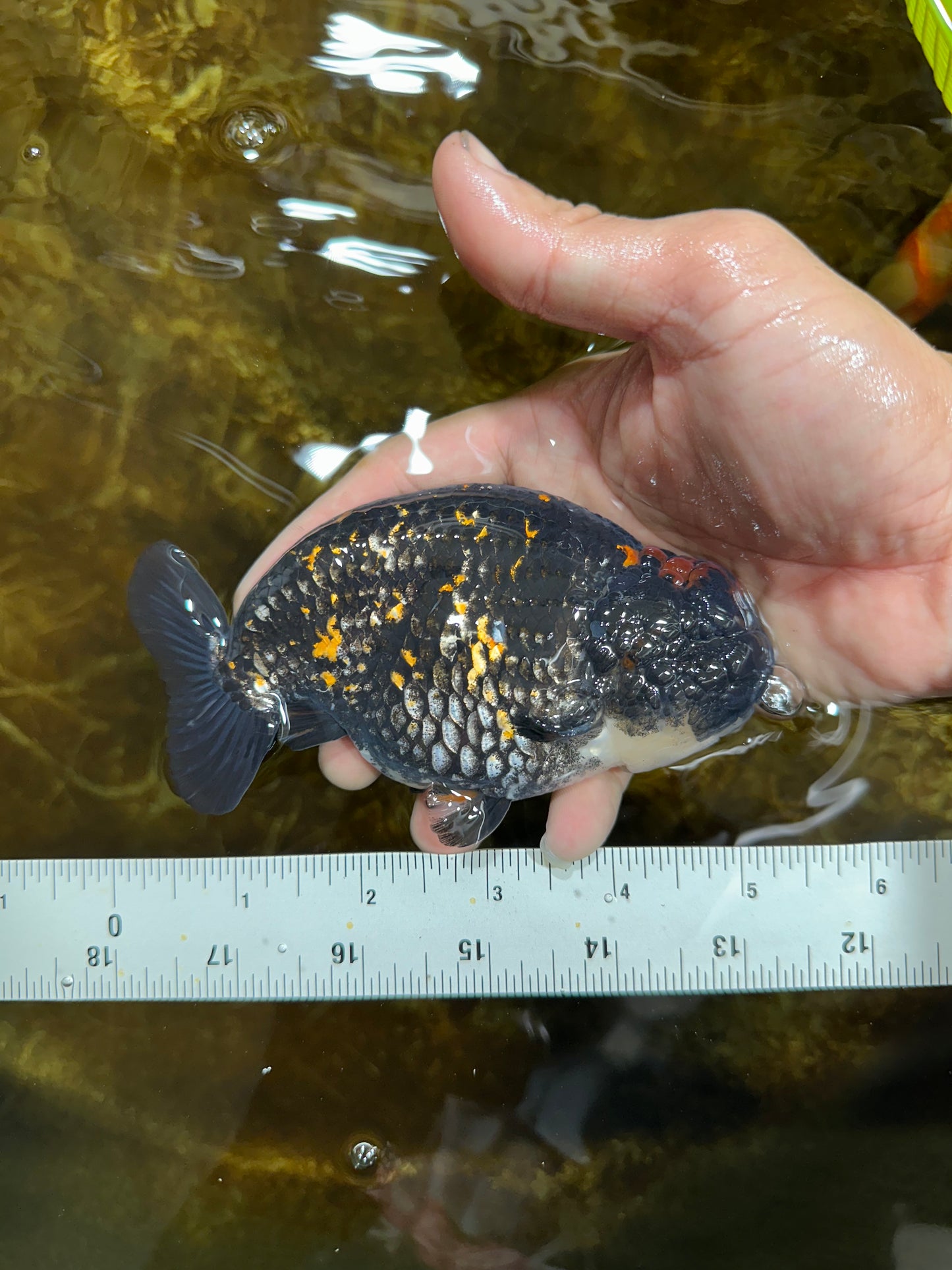 AAA Grade SPECIAL Tiger LionKing 5 inches #082925LC_02