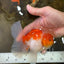 AAA Grade Cherry Sakura Oranda Male 5 inches #062725OR_14