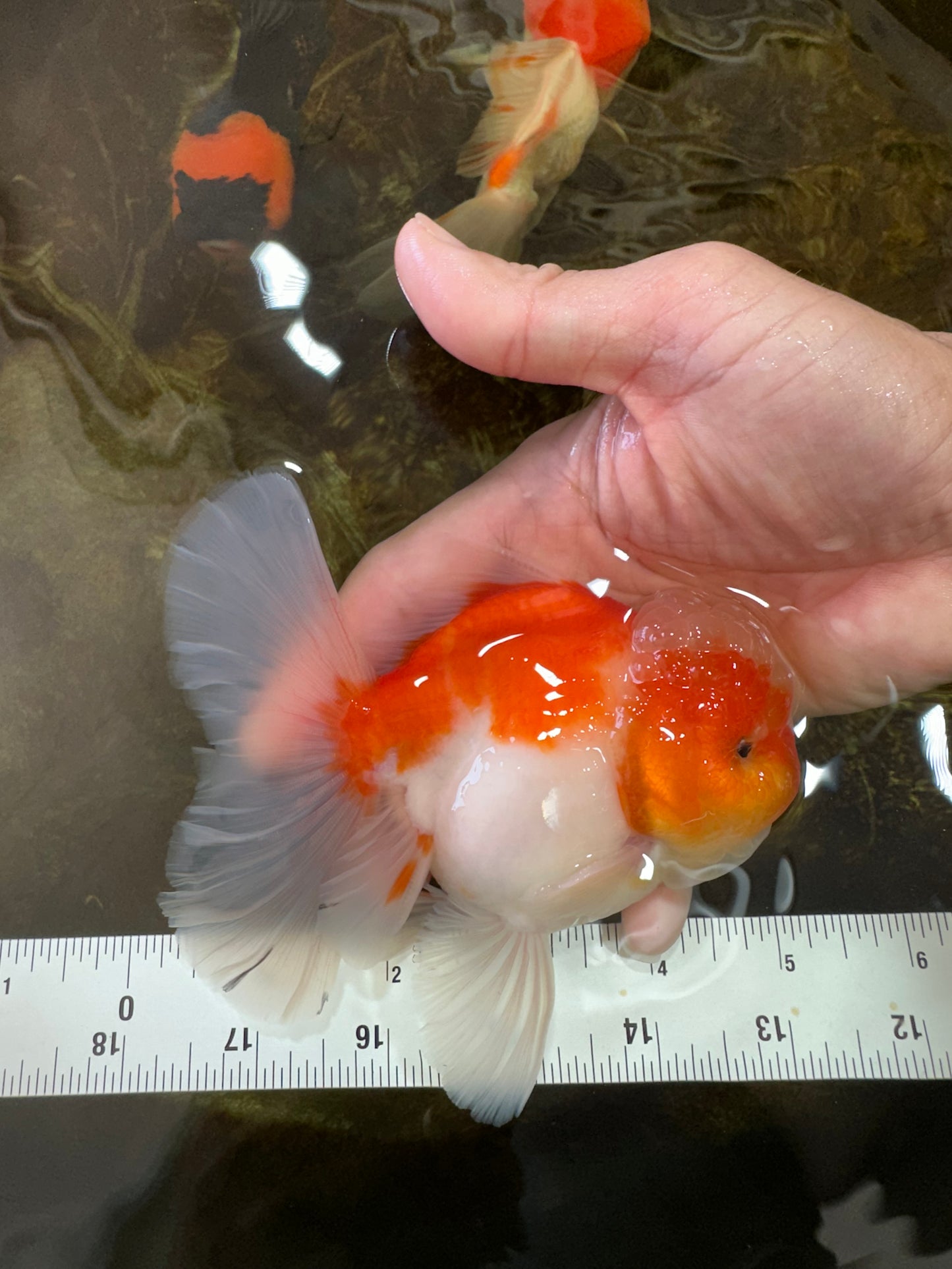AAA Grade Cherry Sakura Oranda Male 5 inches #062725OR_14