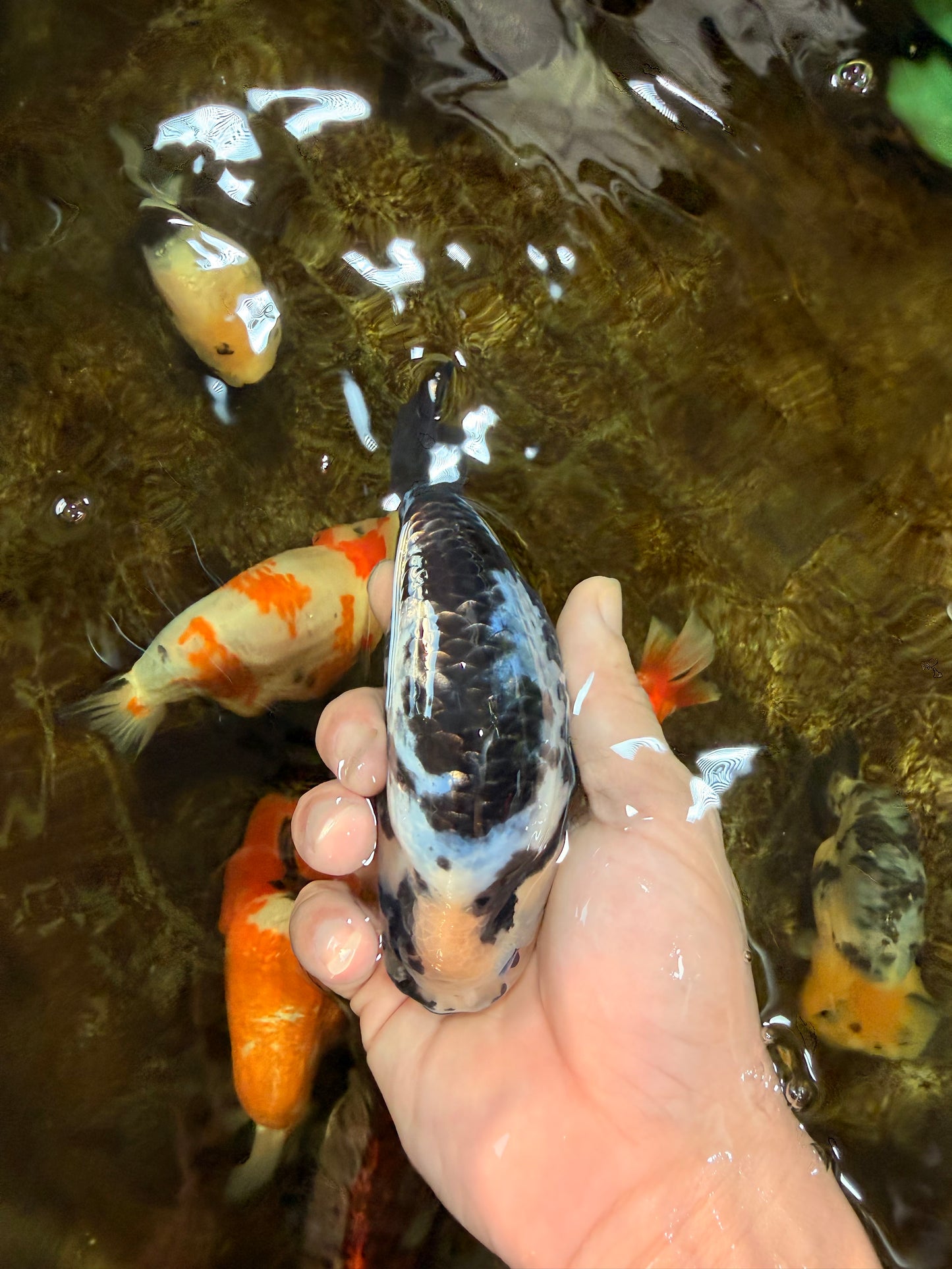 UNIQUE Ink Ranchu Female 5 inches #101725RC_15