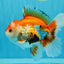 A Grade Red White Oranda Male 5.5-6 inches #040326OR_13