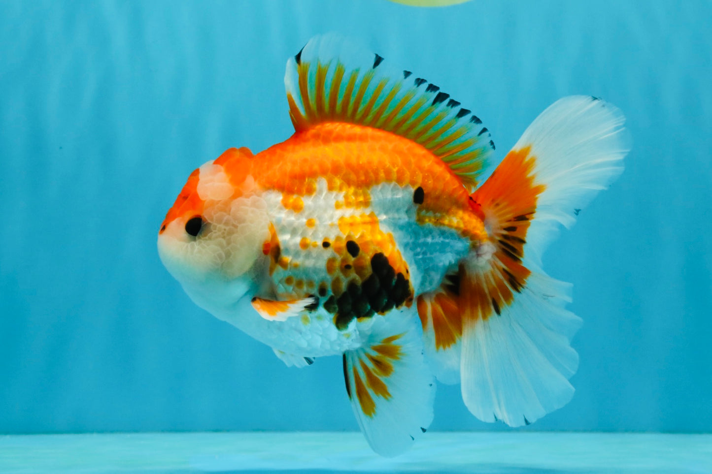 A Grade Red White Oranda Male 5.5-6 inches #040326OR_13