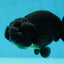 A Grade Black LionKing 4-4.5 inches #050925LC_13