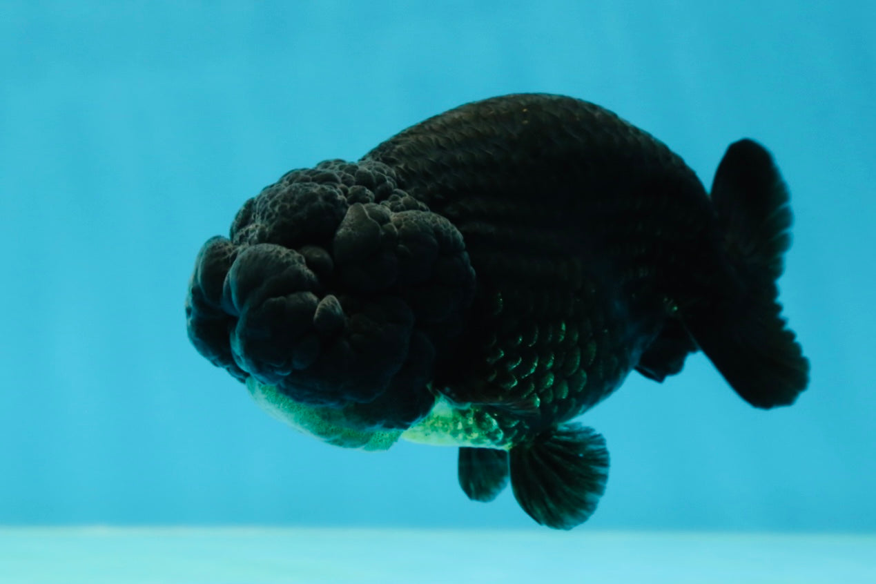 A Grade Black LionKing 4-4.5 inches #050925LC_13