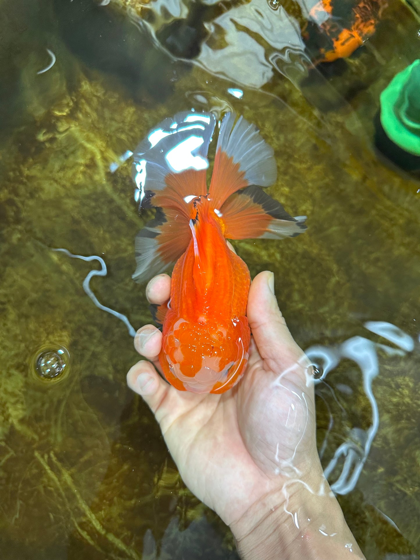 A Grade HAPPY Red White Oranda Female 5.5-6 inches #091925OR_11
