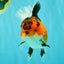 AAA Grade Apache Oranda Female 5.5-6 inches #071026OR_26