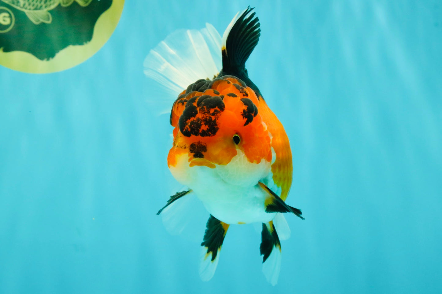 AAA Grade Apache Oranda Female 5.5-6 inches #071026OR_26