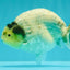 A Grade Diamond Scale Sakura Ranchu Male 5 inches #073126RC_11