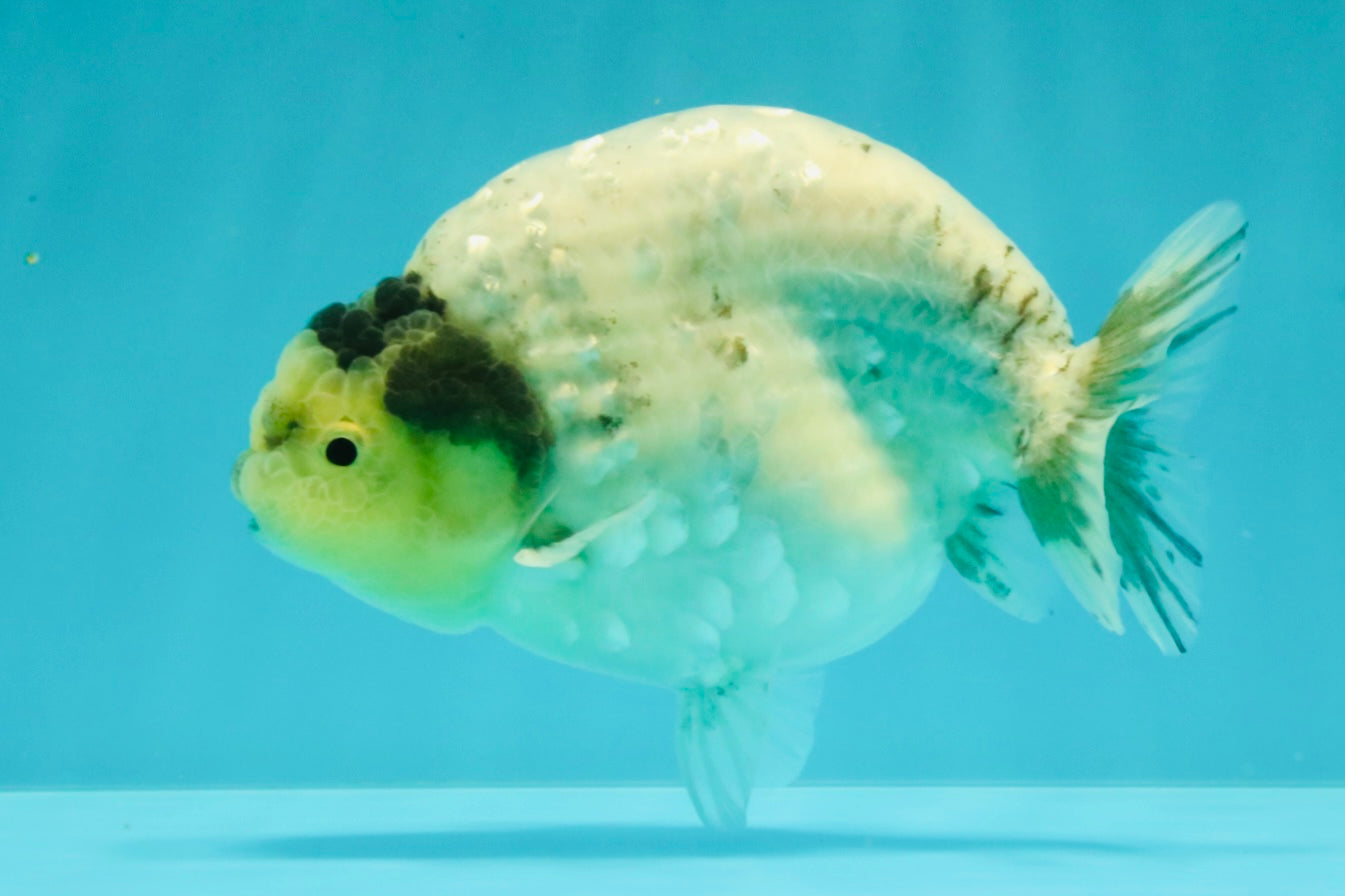 A Grade Diamond Scale Sakura Ranchu Male 5 inches #073126RC_11