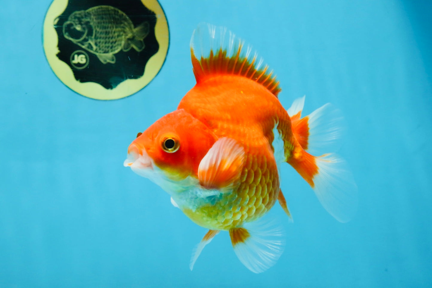 A Grade Red White Ryukin Male 5.5 inches #111425RK_13