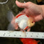 CHICKIE AAA Grade Red White Oranda Male 5-5.5 inches #062626OR_28