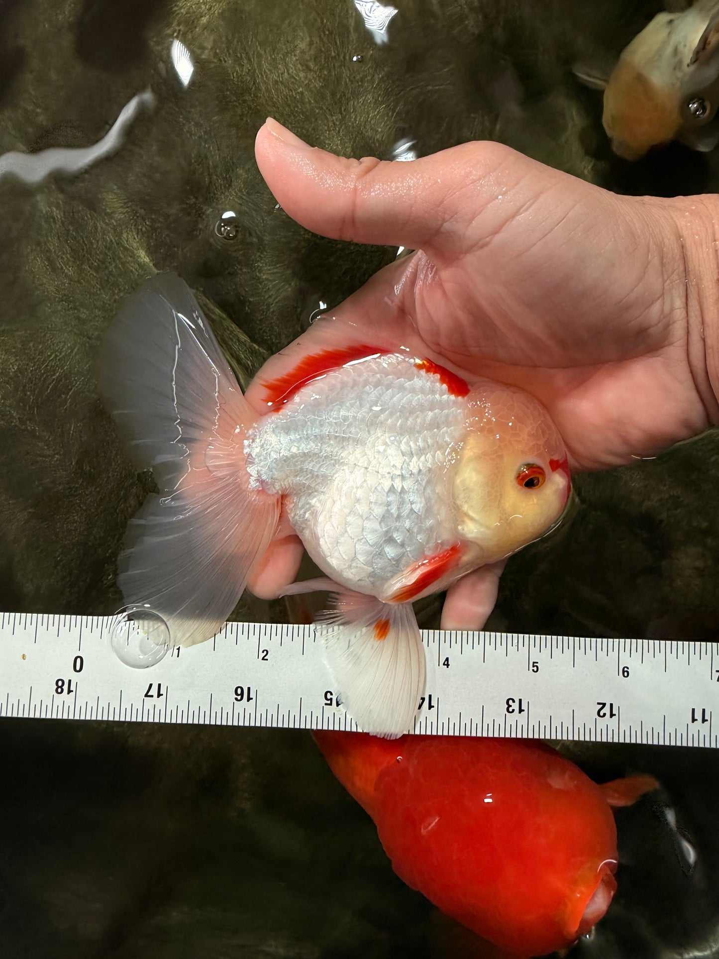 CHICKIE AAA Grade Red White Oranda Male 5-5.5 inches #062626OR_28