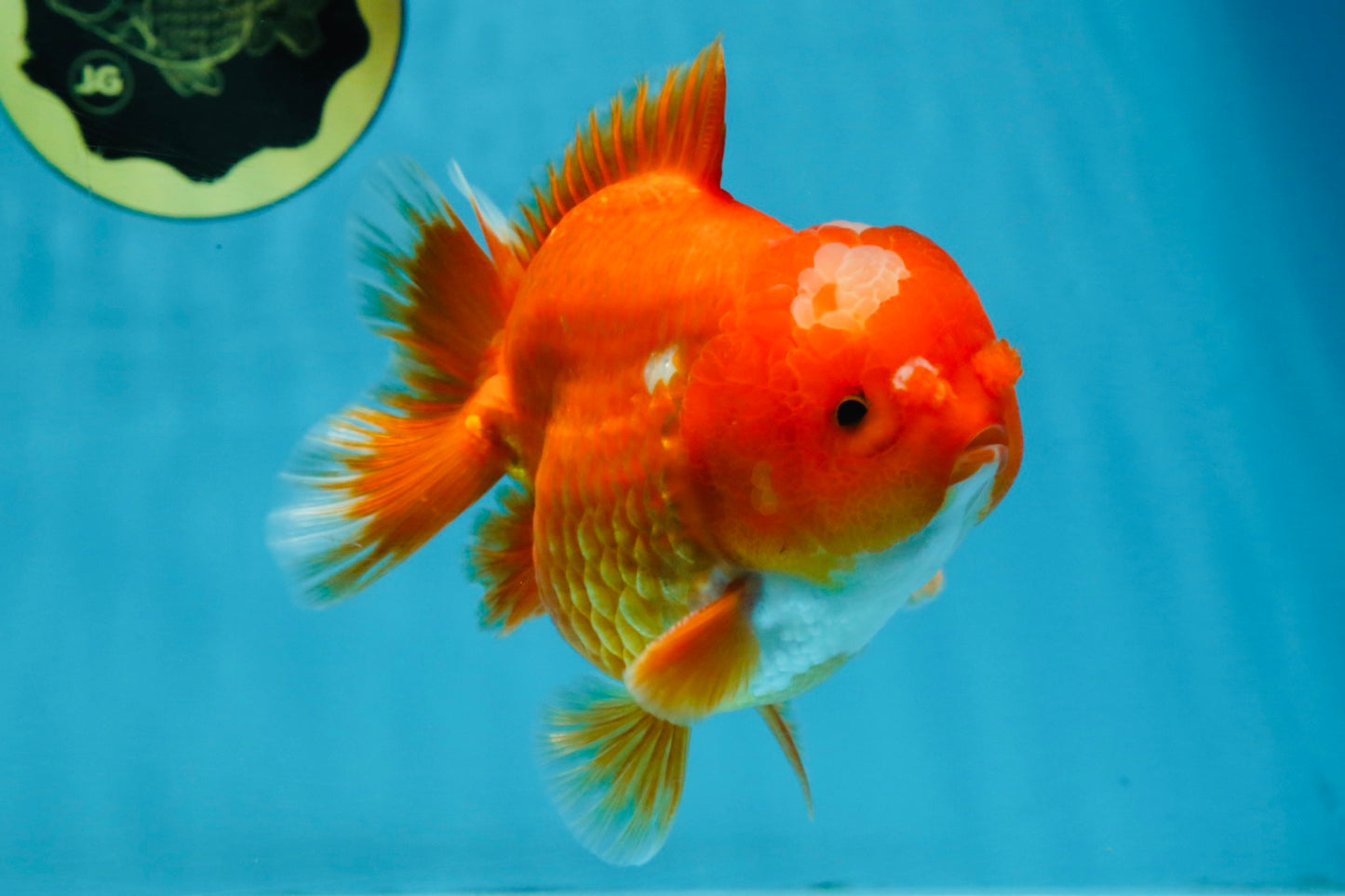 AAA Grade Red White Yuanbao Male 4.5 inches #103125YB_04