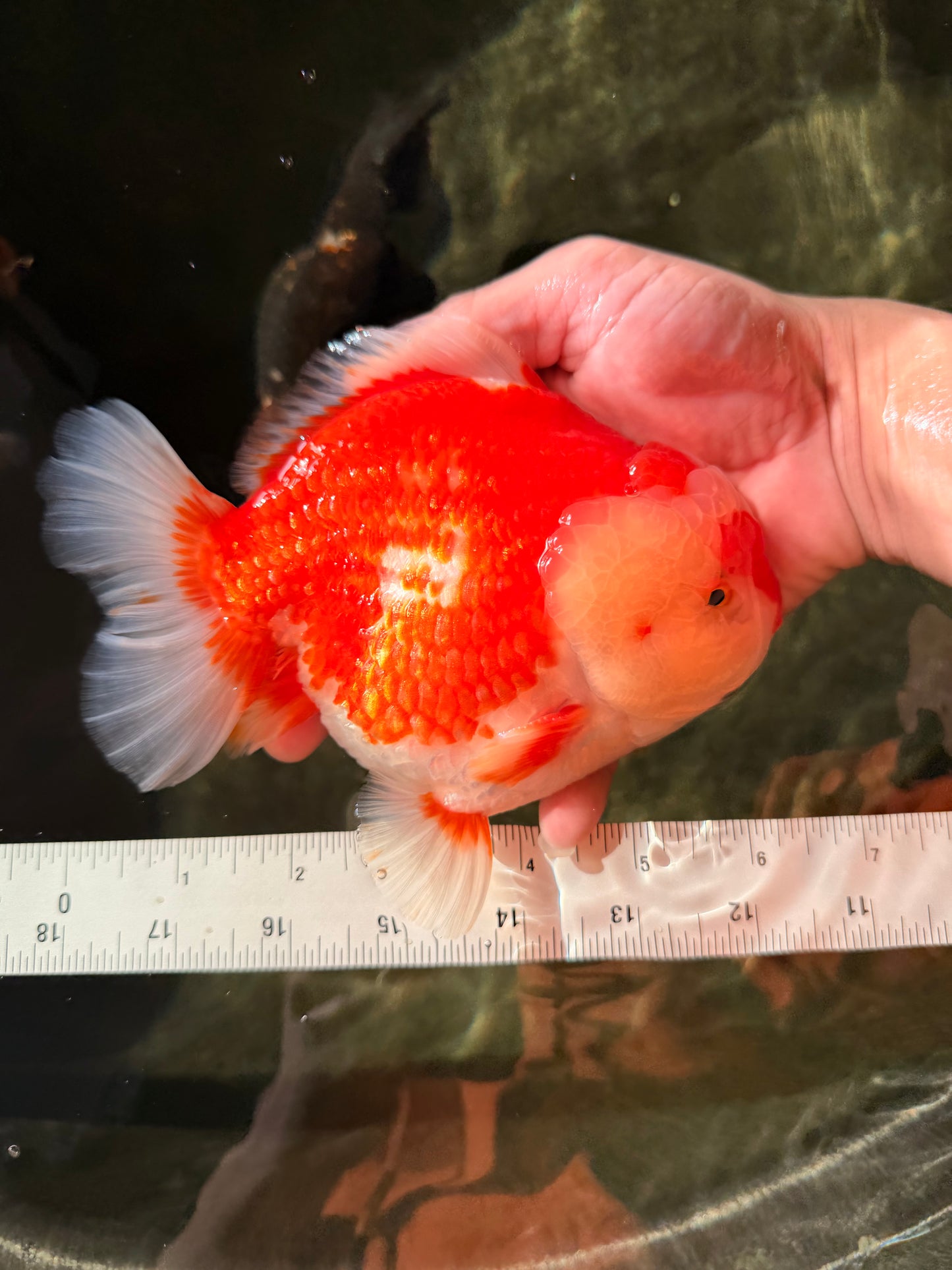 RED HEART A Grade Red White Yuanbao Male 6 inches #032726YB_05