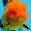 Macho Apache Oranda de grado A de 4,5 pulgadas n.° 0913OR_12