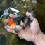 A Grade Tricolor Oranda Male 5 inches #082225OR_20