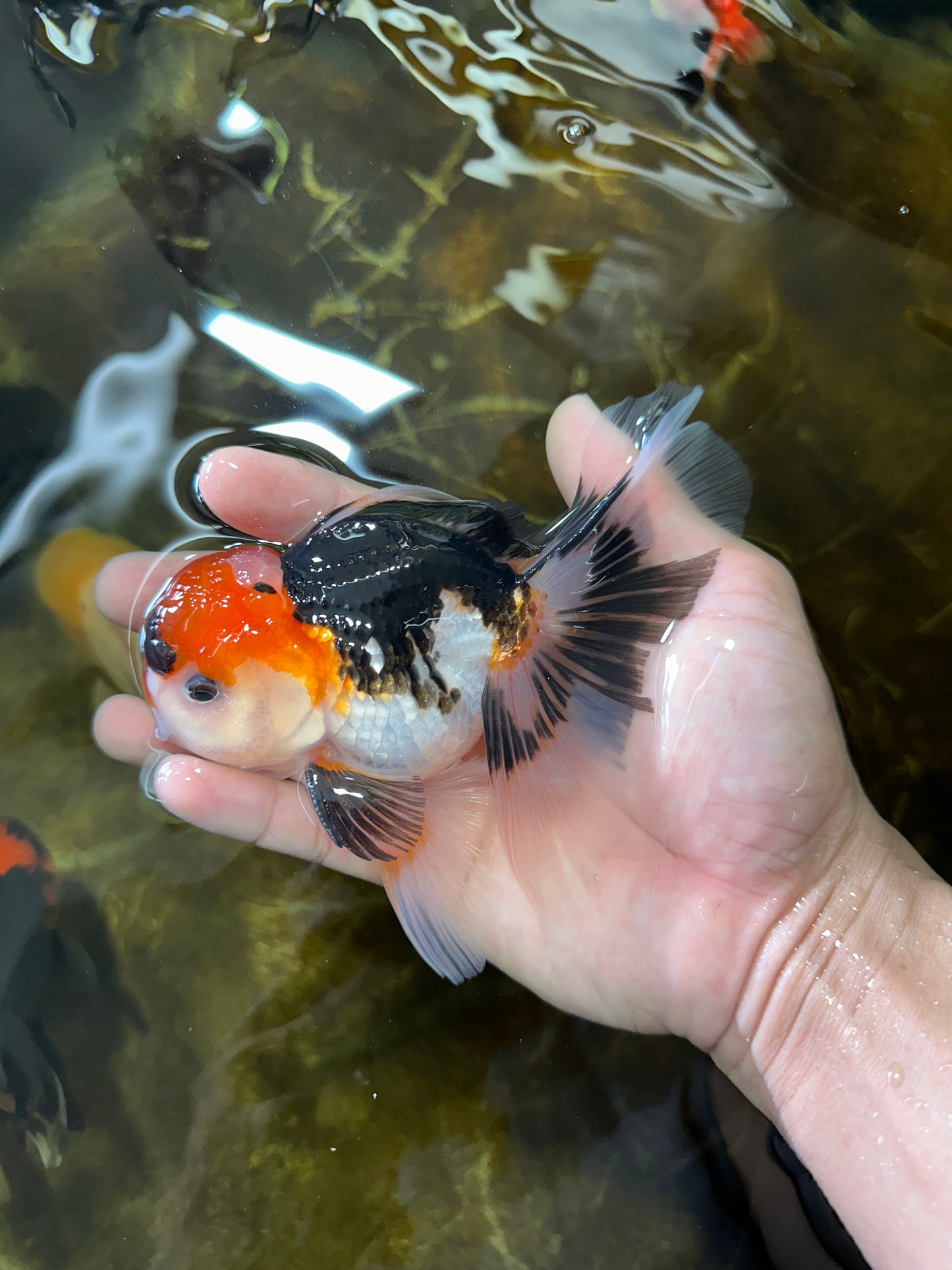 A Grade Tricolor Oranda Male 5 inches #082225OR_20