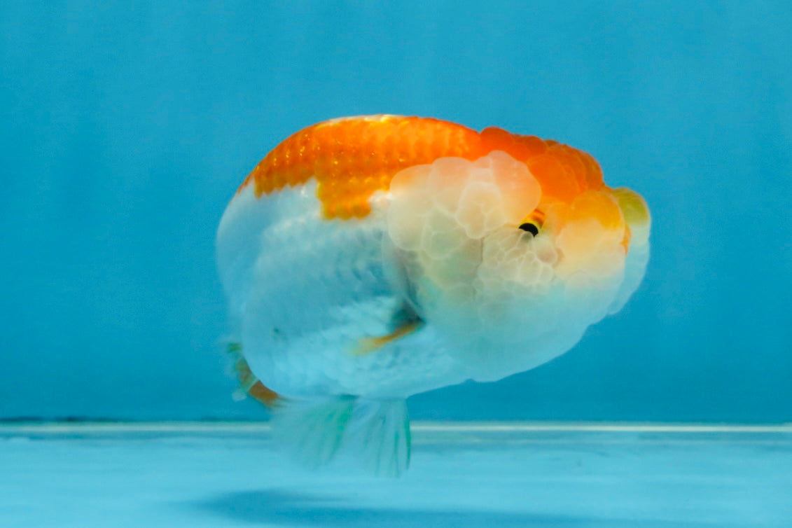 Red White Lionchu Female 4 inches #121925LC_04