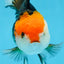 A Grade Tricolor Oranda Female 5 inches #082225OR_23