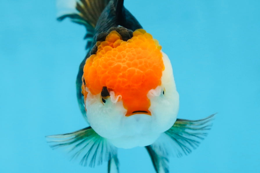 A Grade Tricolor Oranda Female 5 inches #082225OR_23