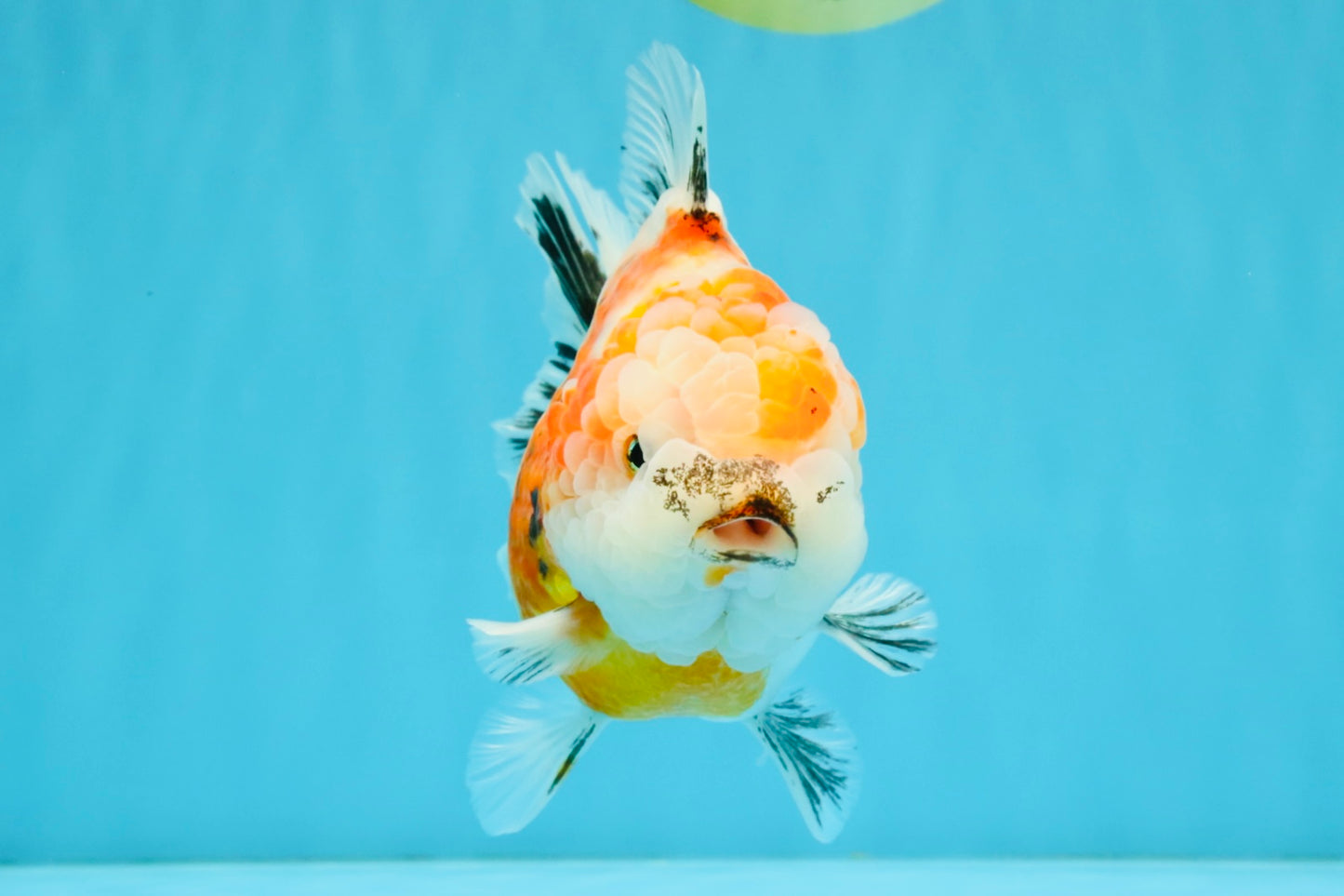 A Grade Sakura Yuanbao Female 5.5 inches #041026YB_24