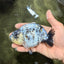 A Grade Tiger Ranchu Male 4.5-5 inches #081426RC_23