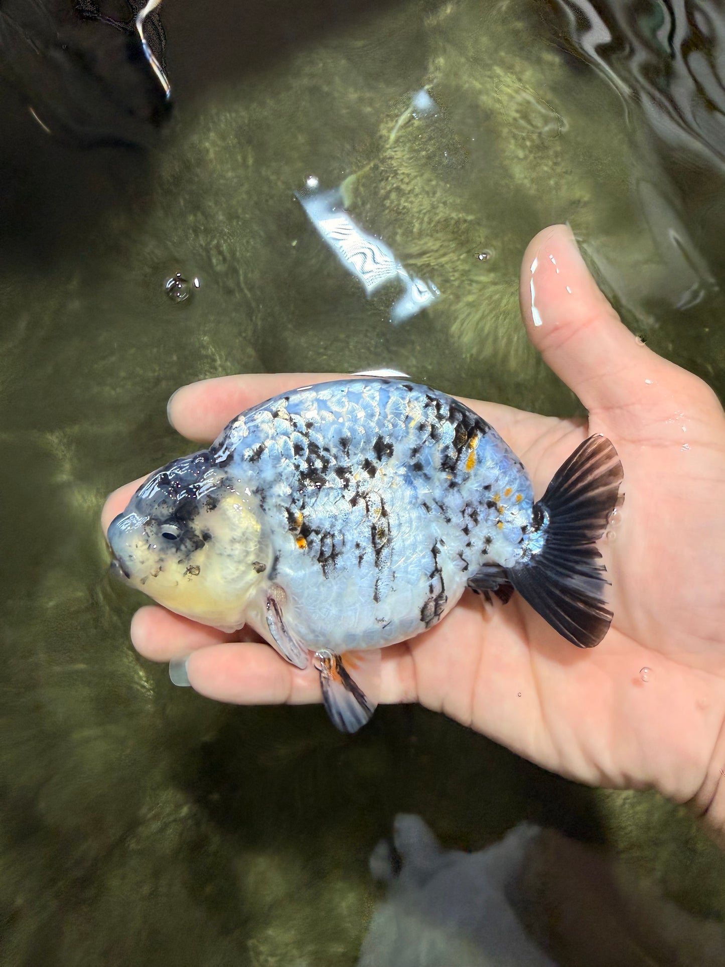 A Grade Tiger Ranchu Male 4.5-5 inches #081426RC_23
