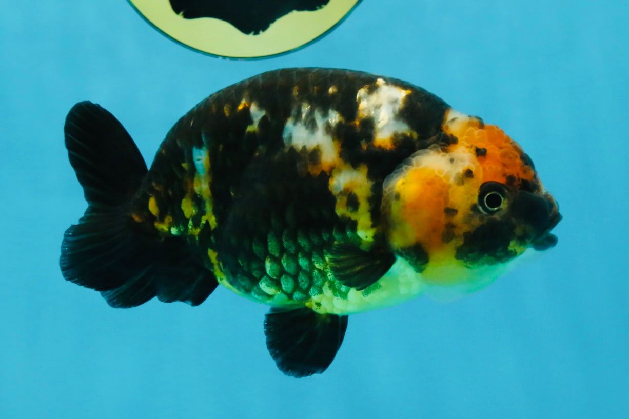 CHUBBY A Grade Calico Chinese Ranchu Female 5 inches #121225RC_06