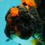 UNIQUE A Grade Lava Apache Oranda Male 5.5  inches #050826OR_04