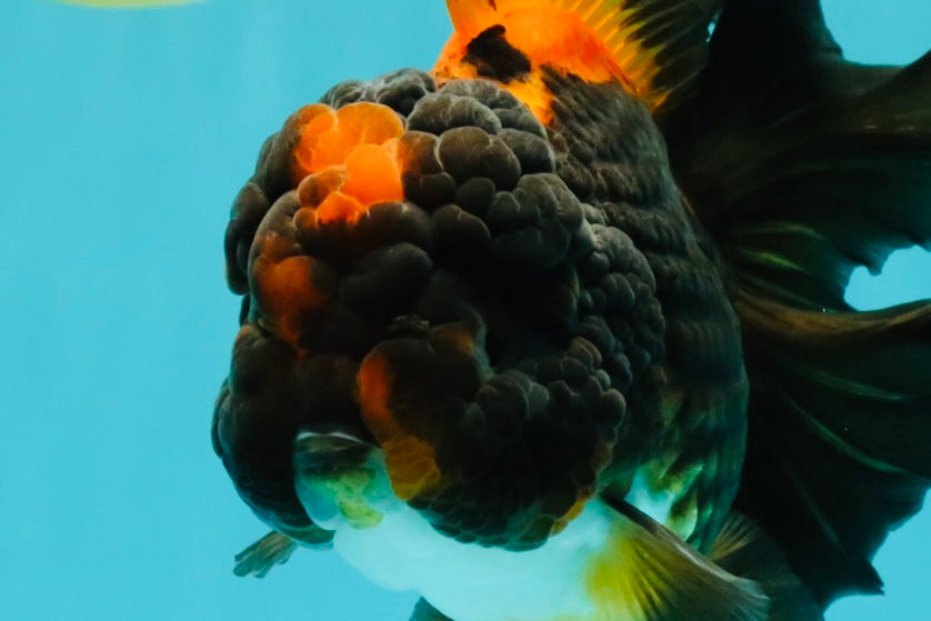 UNIQUE A Grade Lava Apache Oranda Male 5.5  inches #050826OR_04
