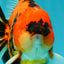 CHARLIE AAA Grade Tiger Yuanbao Male 5 inches #100226YB_03