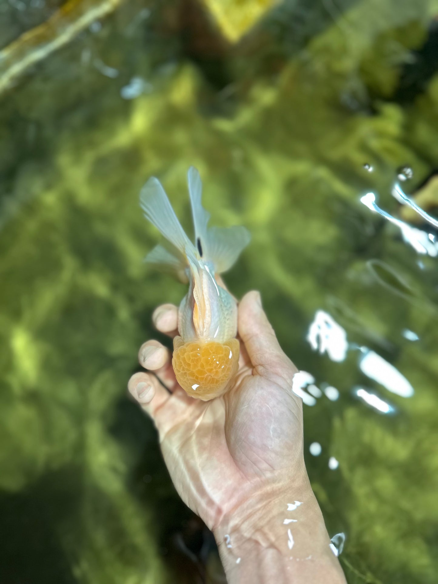CHONKY A Grade White Button Eyes Oranda Male 5-5.5 inches #041825OR_13