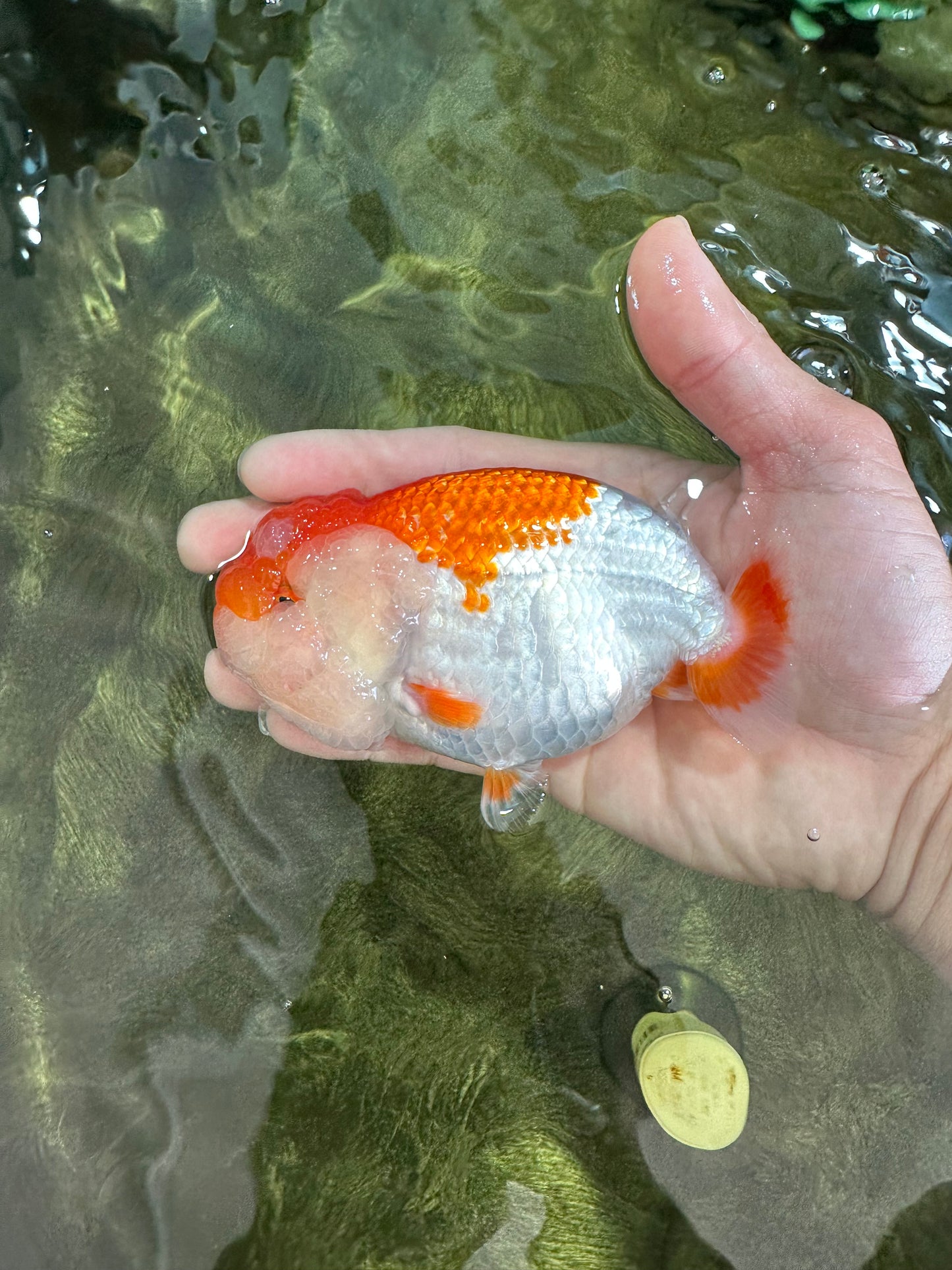 A Grade CHONKY Red White LionQueen 4.5-5 inches #051625LC_36