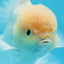 AAA Grade Orange White Sakura Oranda Male 6 inches #0920OR_18