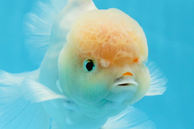 AAA Grade Orange White Sakura Oranda Male 6 inches #0920OR_18