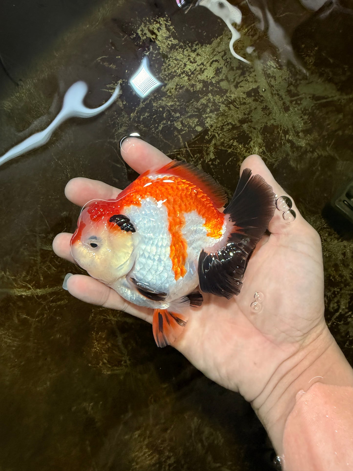 CHONKY A Grade Tricolor Yuanbao Male 4.5 inches #110725YB_06