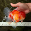 A Grade Red White Oranda Male 6 inches #082126OR_05