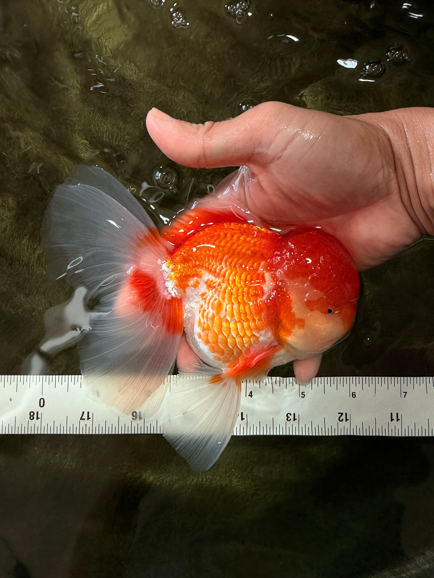 A Grade Red White Oranda Male 6 inches #082126OR_05