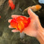 Red Cherry Oranda Female 5 inches #061926OR_14