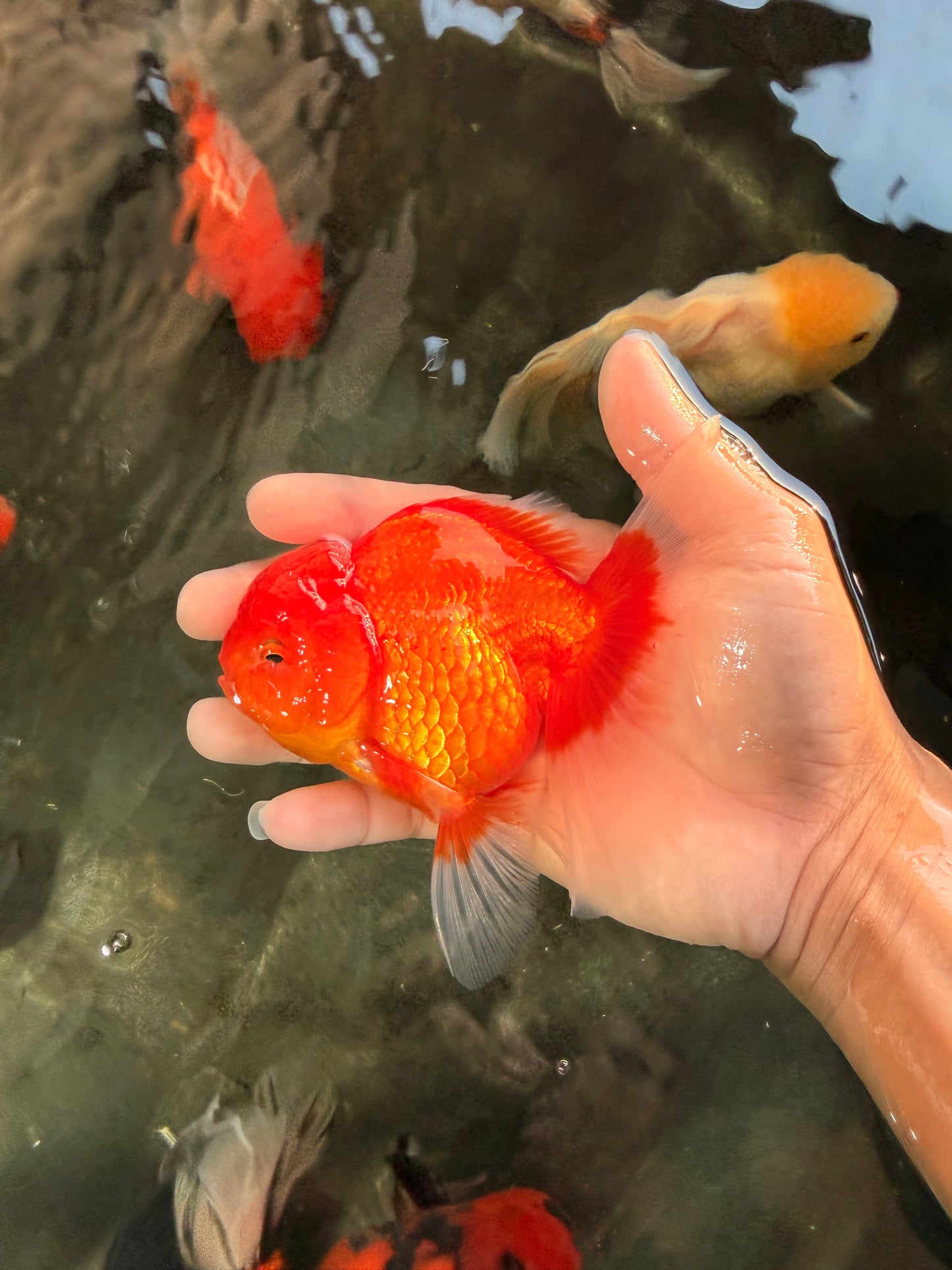 Red Cherry Oranda Female 5 inches #061926OR_14