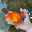 AAA Grade CHONKY Red White Oranda Male 5-5.5 inches #062025OR_16